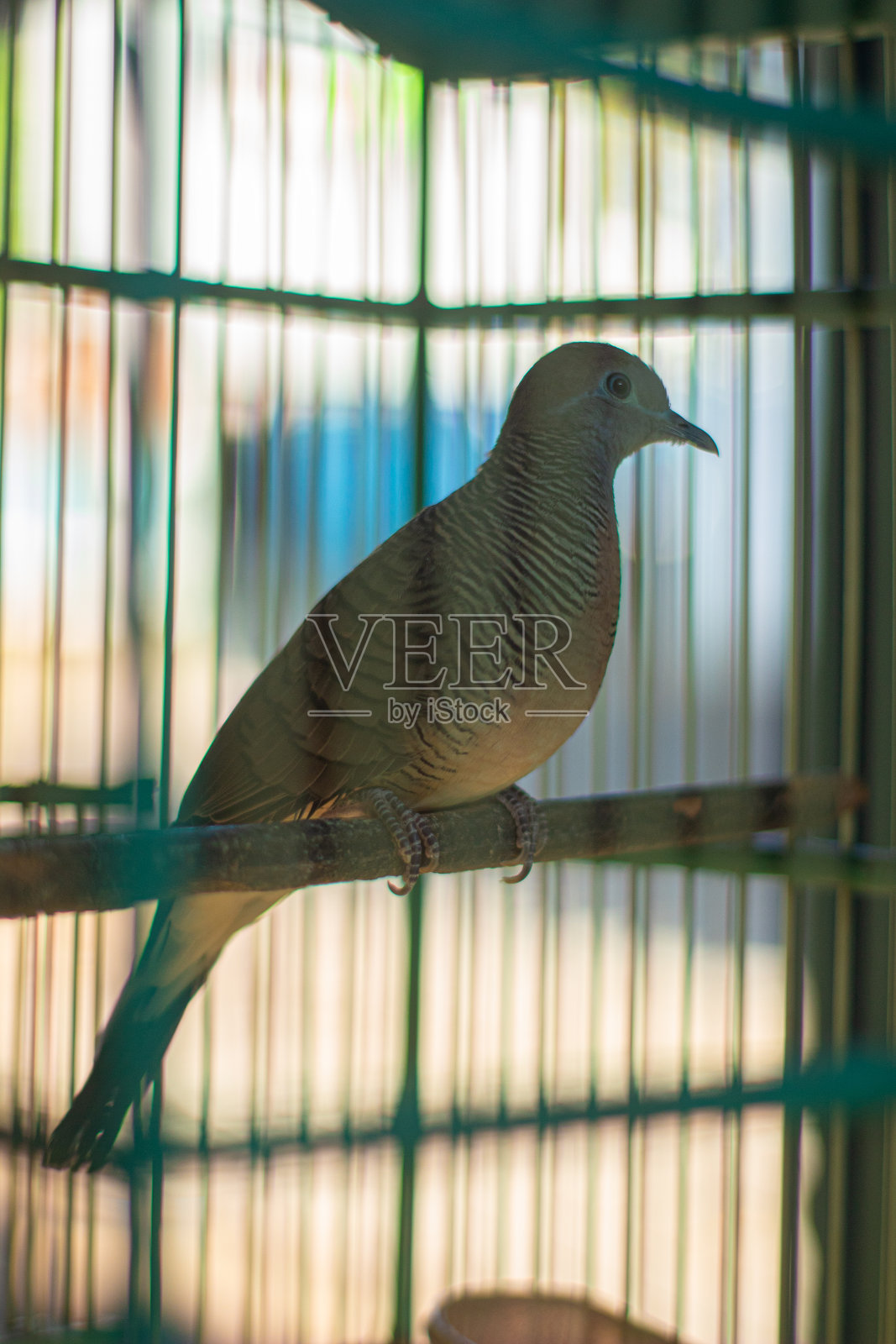鸽子栖息在笼子里照片摄影图片