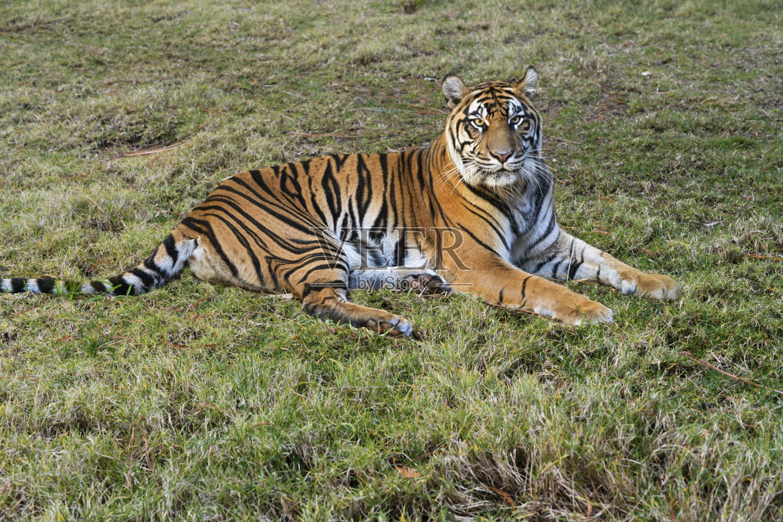 老虎(美洲豹)在草地上放松,看着镜头。照片摄影图片