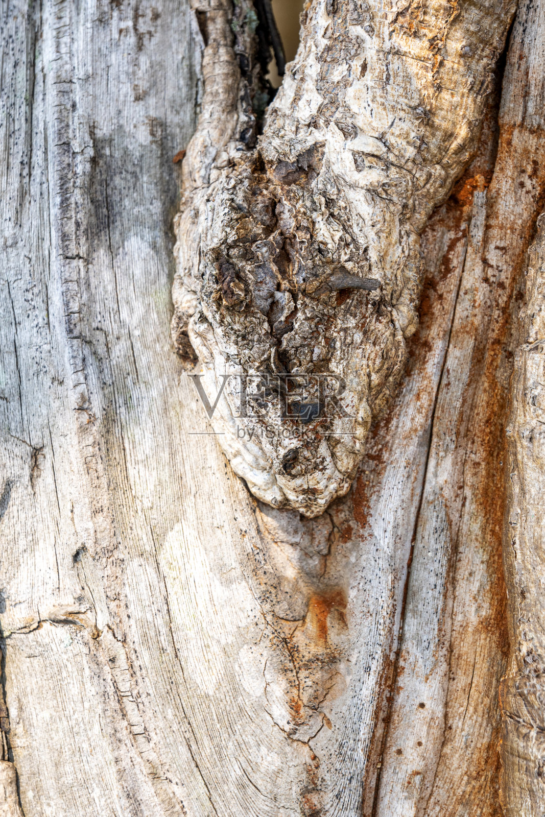 木质树干的特写照片摄影图片