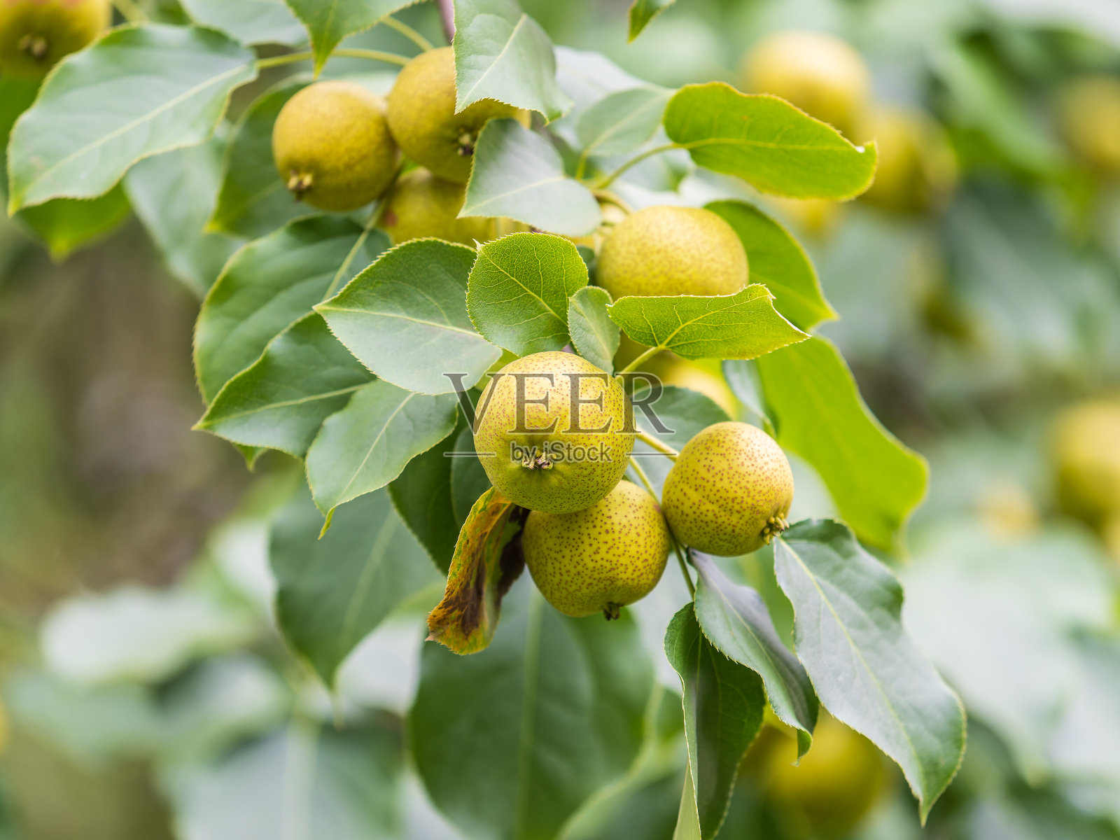 黄色的野苹果在树枝上成熟。收获果实。秋天。柔和和选择性聚焦。照片摄影图片