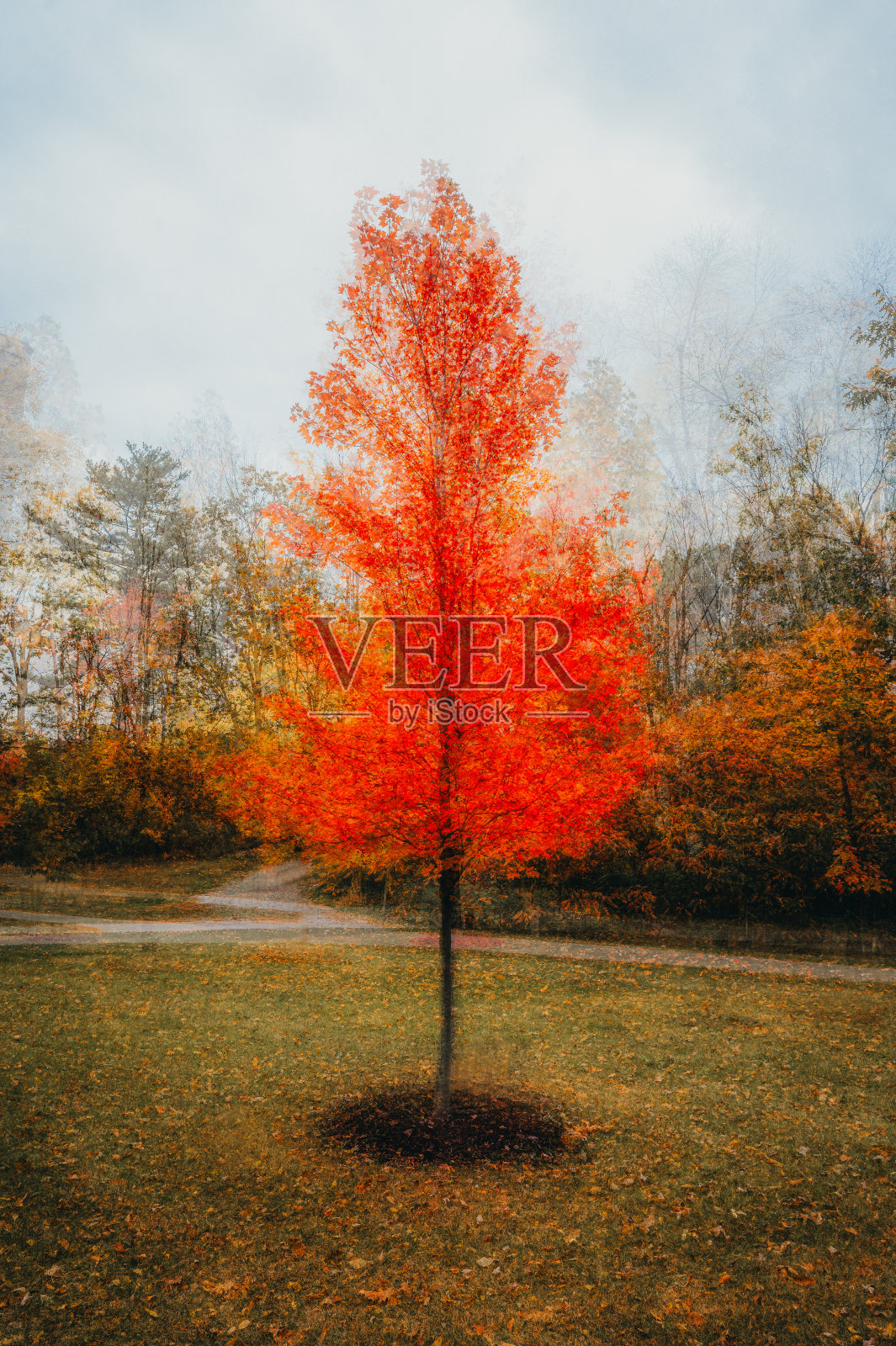 秋天公园里明亮的橘子树的抽象纹理图像。照片摄影图片