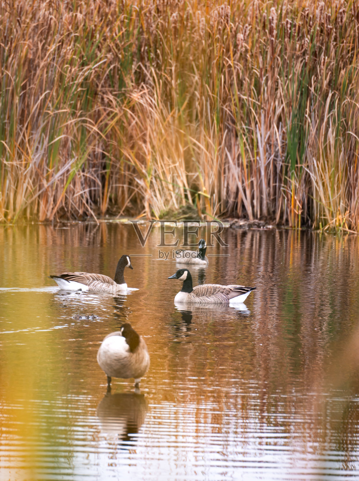 加拿大鹅在湿地池塘自然被高草包围。照片摄影图片