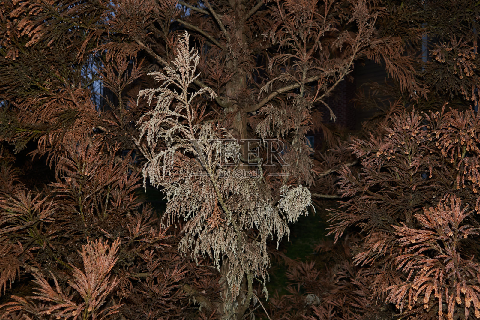 黄昏时分,一棵云杉树的绿色和棕色的树枝上投下了针照片摄影图片