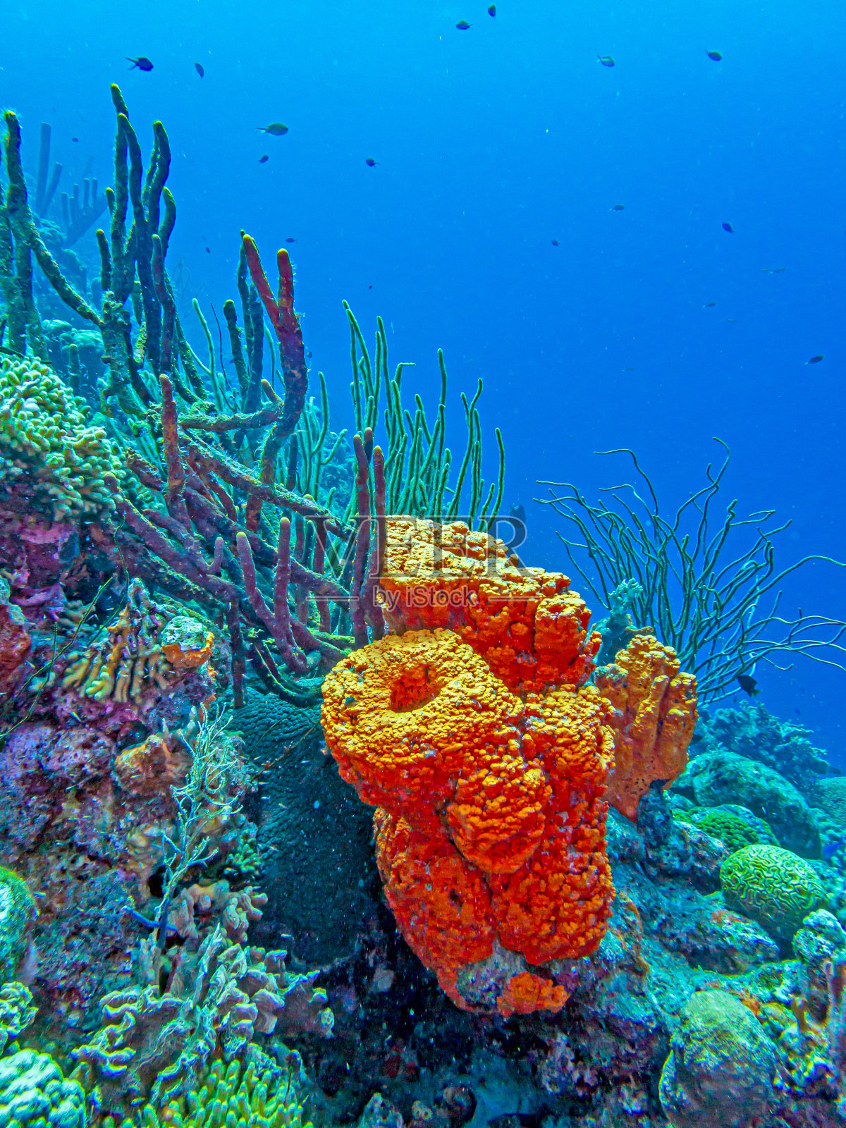 橙色象耳海绵照片摄影图片