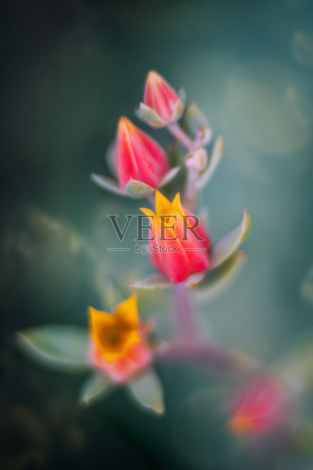 特写粉红色的花与黄色的边缘照片摄影图片