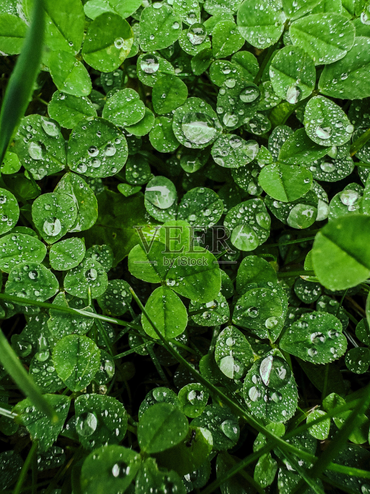 三叶草上有一滴水照片摄影图片
