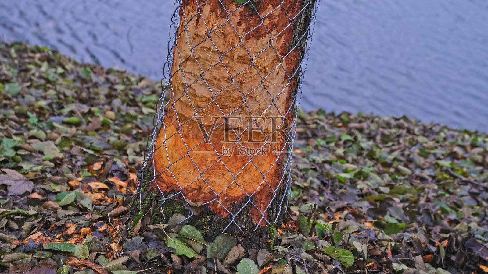 河岸树干防海狸金属网保护照片摄影图片