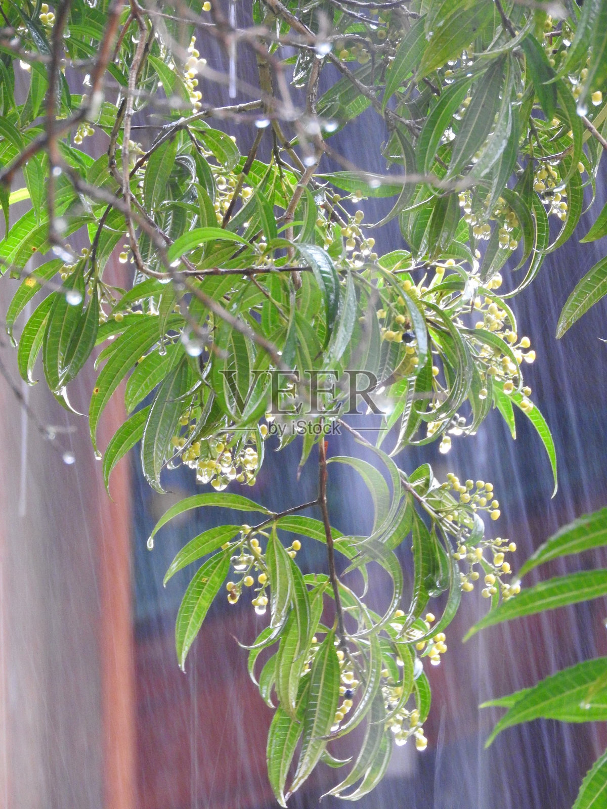 下雨照片摄影图片