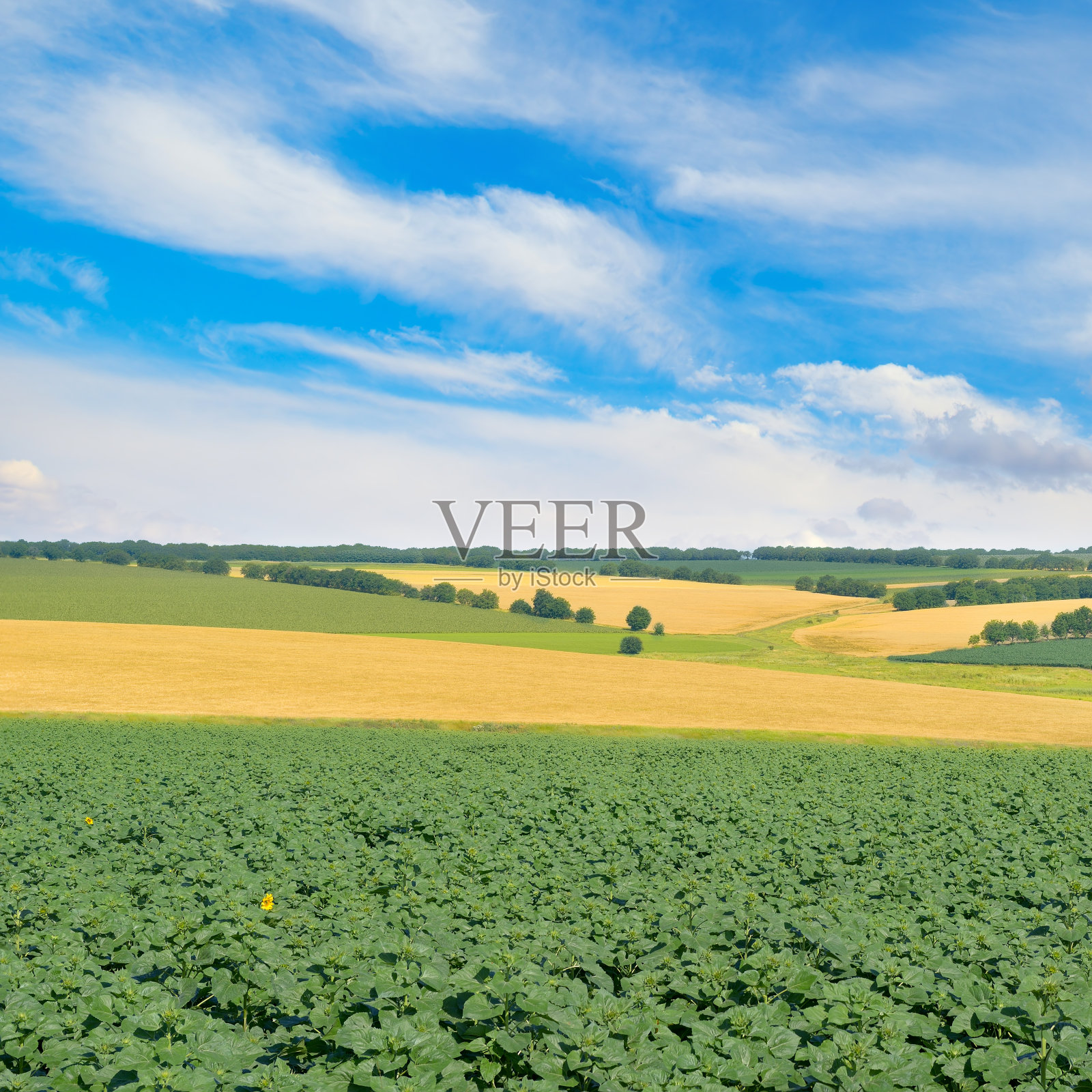 田里长满了向日葵和小麦的芽照片摄影图片