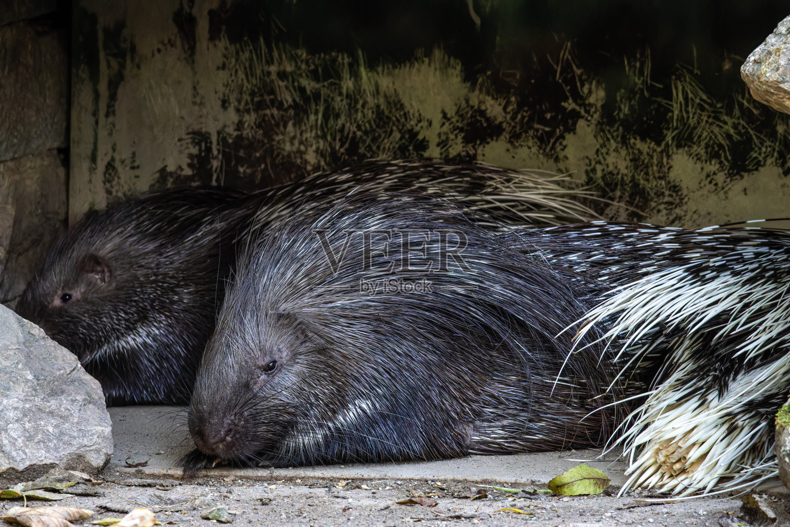 德国自然公园里的印度冠豪猪照片摄影图片