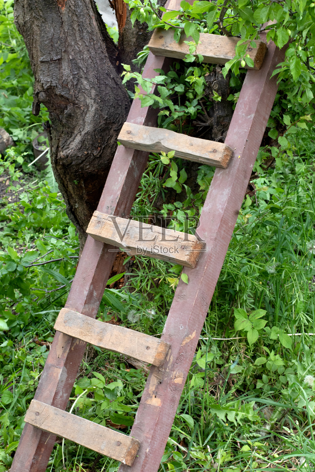 修剪园艺高树概念。天梯剪断并撕扯家花园的杨梅枝。照片摄影图片