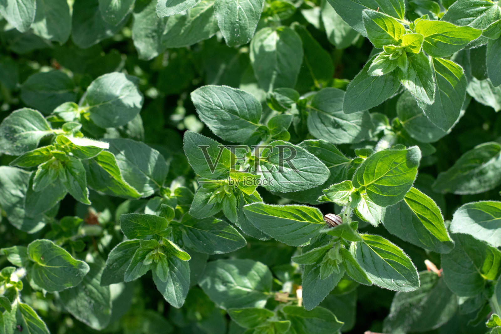 牛至鲜绿色毛茸茸的新叶。草本花园里生长的新鲜牛至。烹饪药草。照片摄影图片