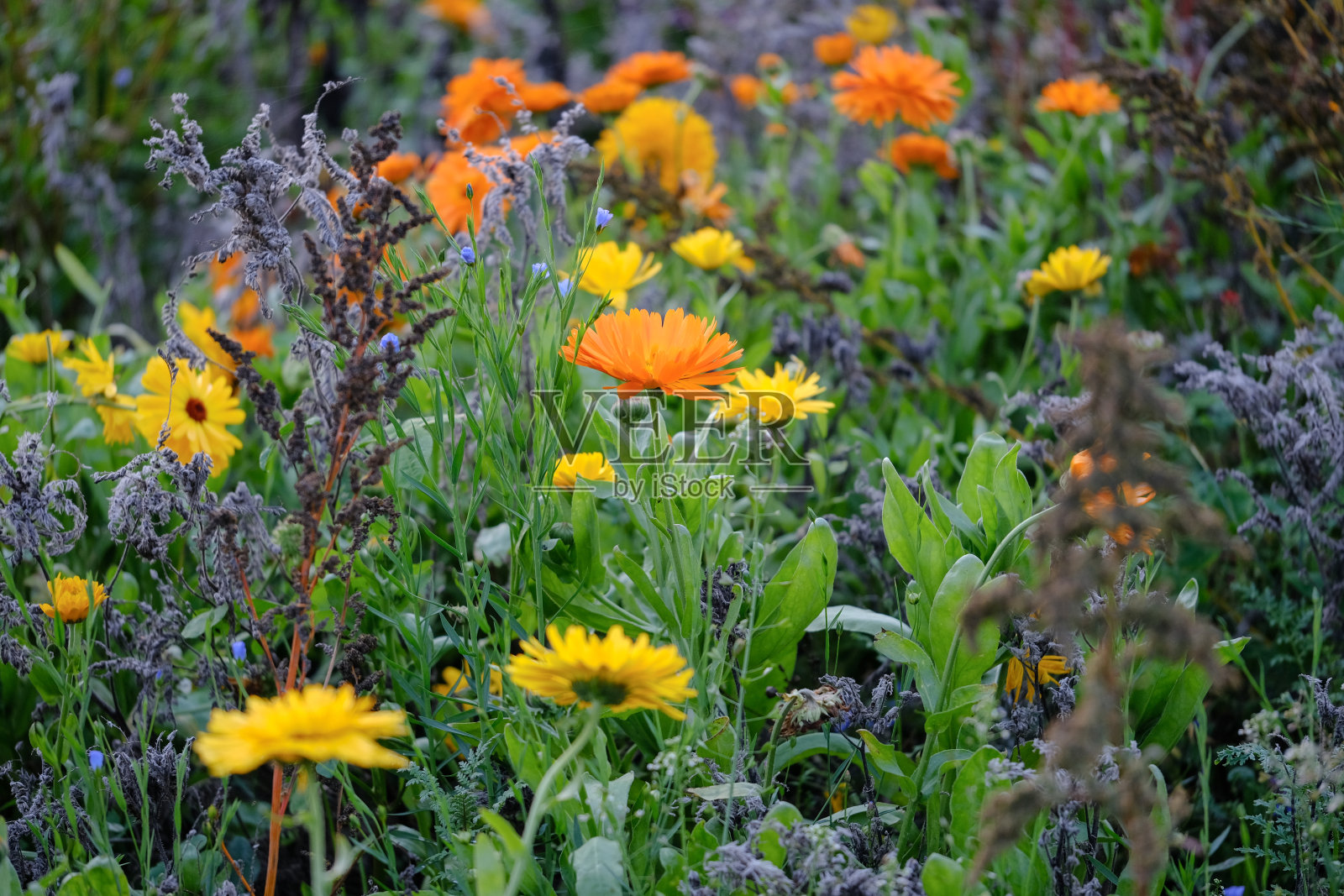 美丽多彩的万寿菊在德国阳光下开花。照片摄影图片