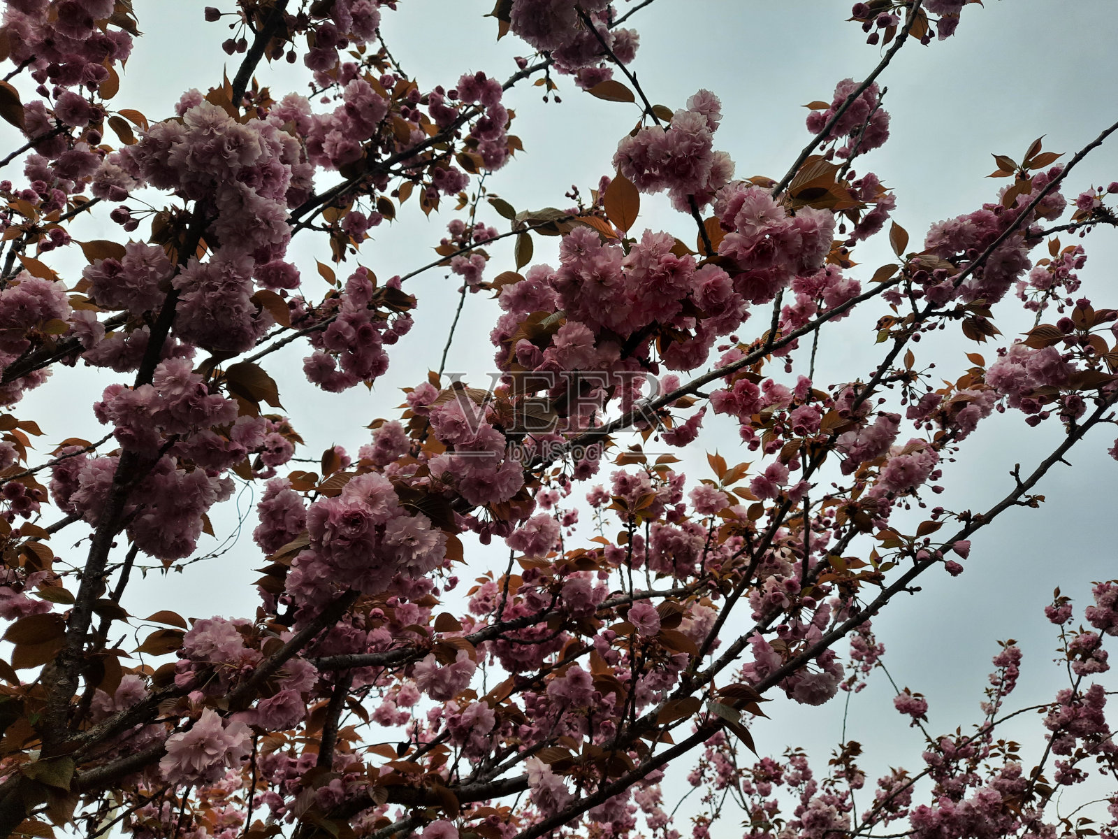 花的景色照片摄影图片