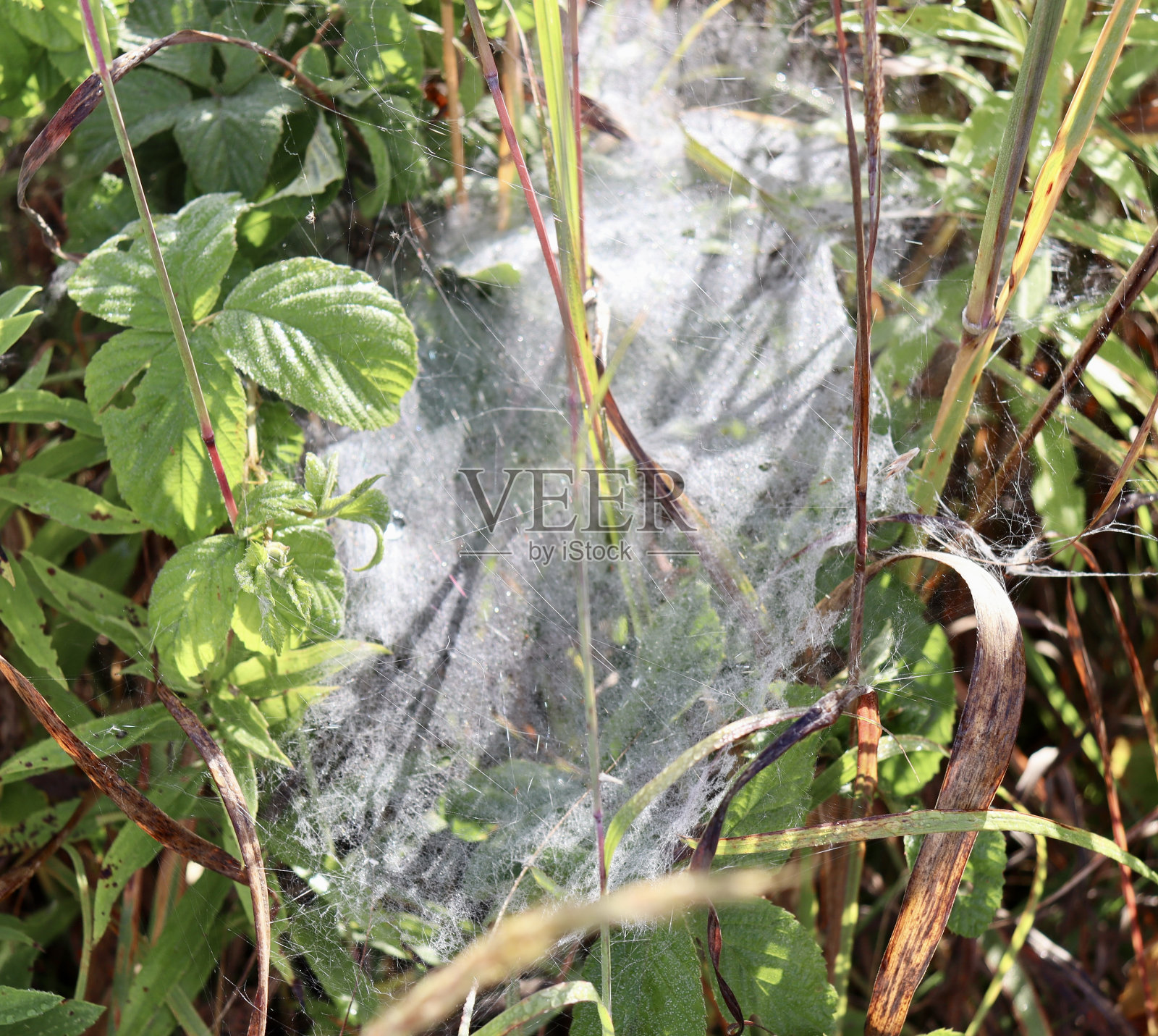 结实的网照片摄影图片