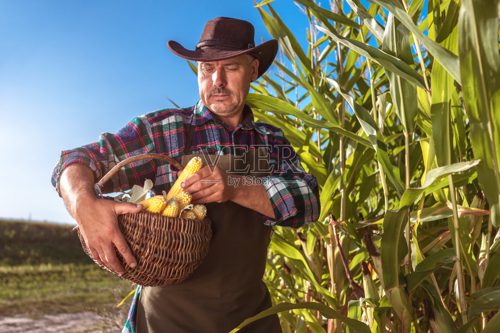 日落时分,一个围着围裙、戴着帽子的成年农民正在收割成熟的玉米。农业照片摄影图片