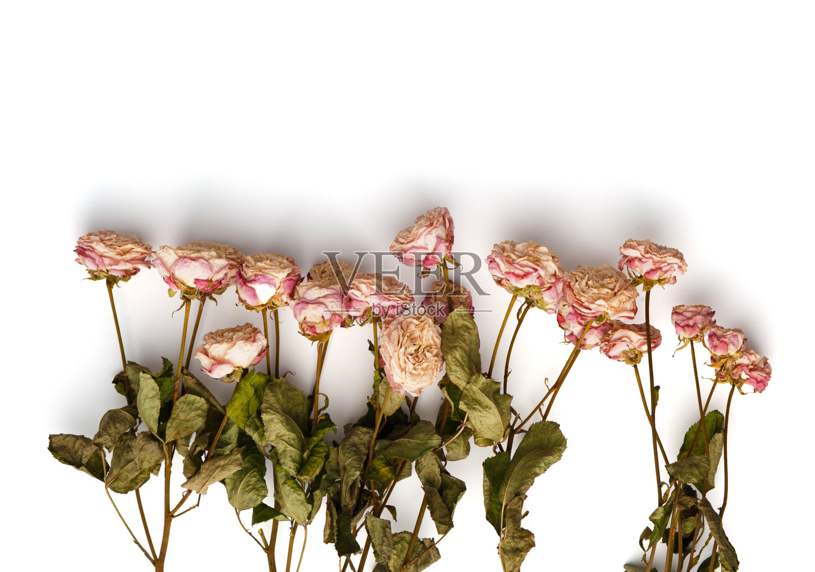 干玫瑰孤立在白色背景顶视图复制空间。照片摄影图片