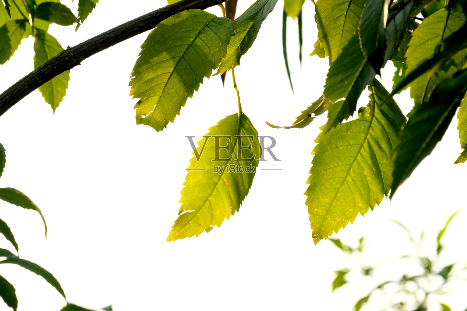 绿色公园里的绿叶照片摄影图片