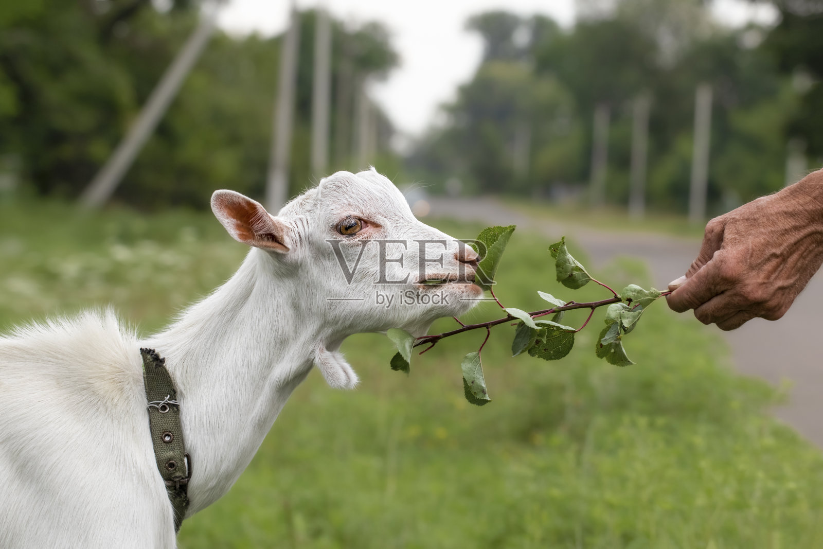 一个人用绿草喂一只小山羊。天人合一的观念。农村的场景。照片摄影图片