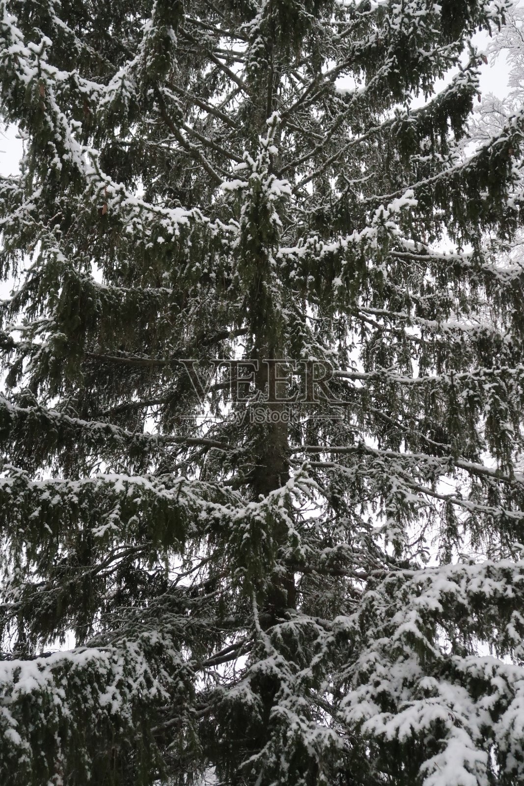 树顶上的雪照片摄影图片