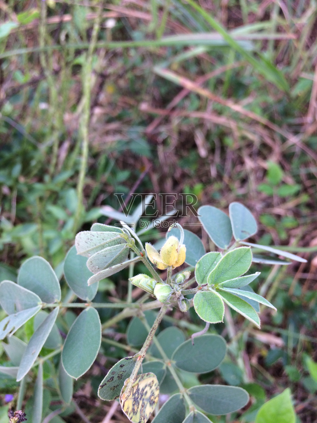 超级绿色照片摄影图片