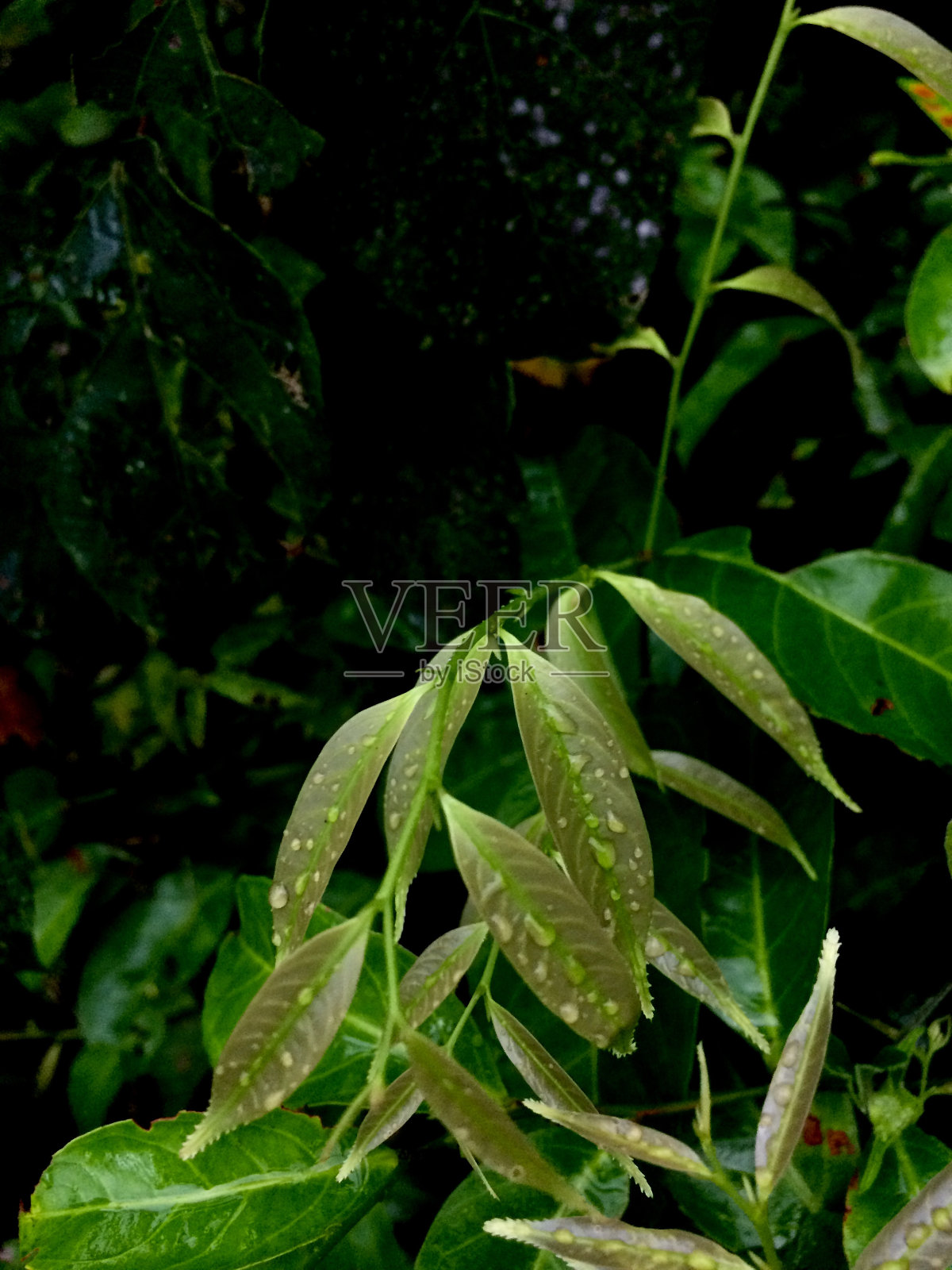 超级绿色照片摄影图片