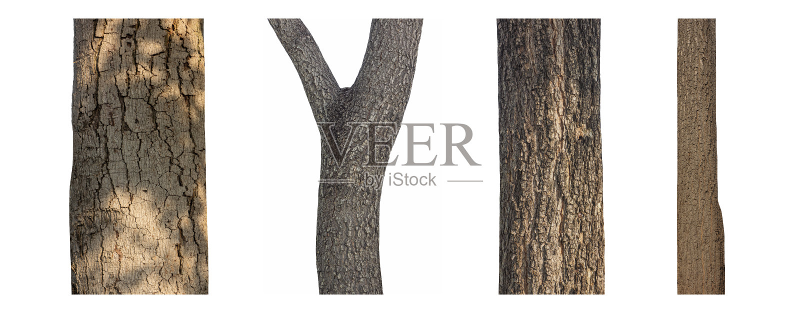 孤立的树干收集在白色背景。照片摄影图片