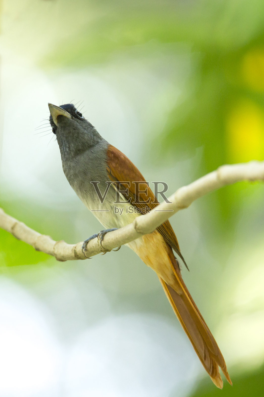 印度Paradise-Flycatcher照片摄影图片