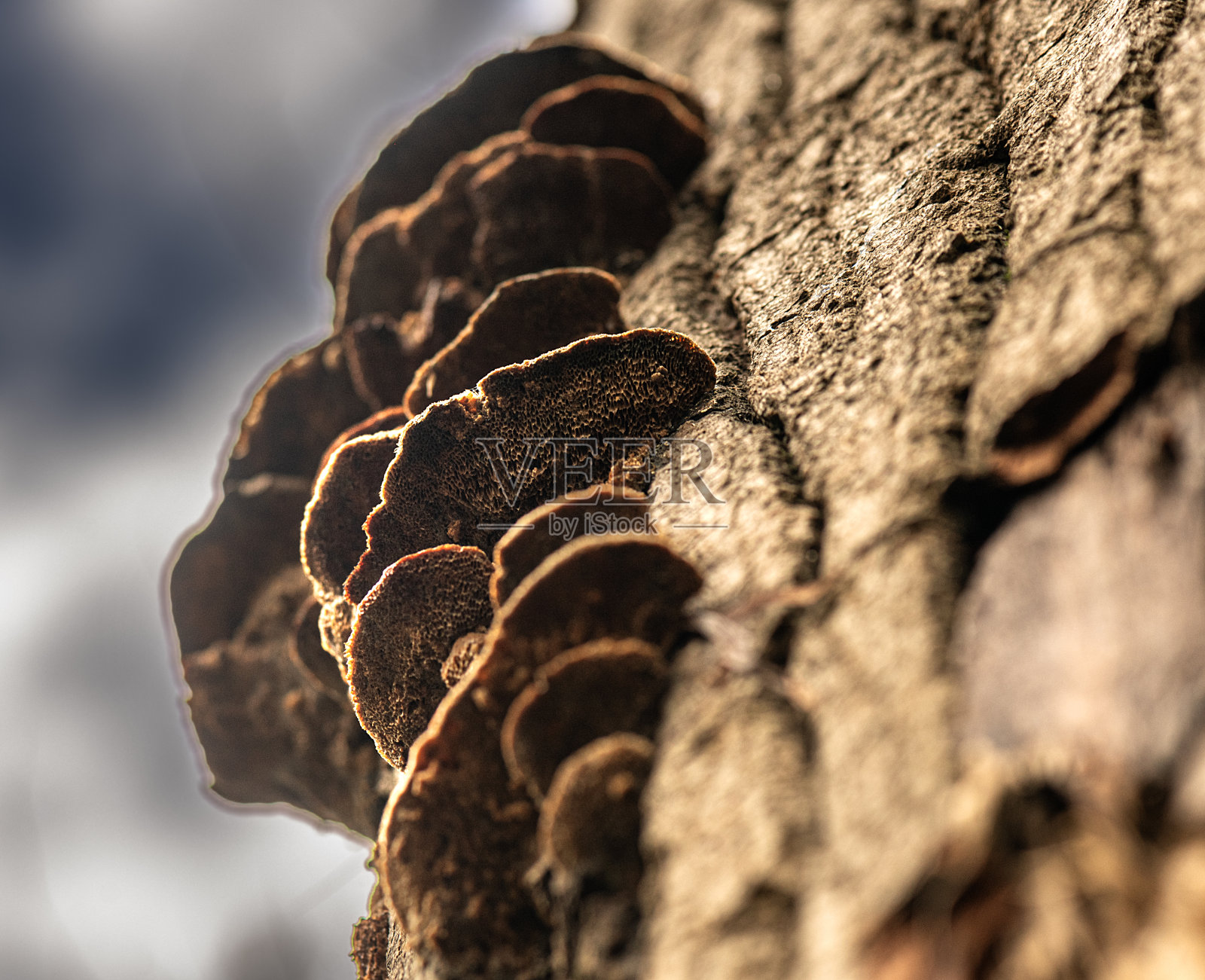 棕色蘑菇照片摄影图片