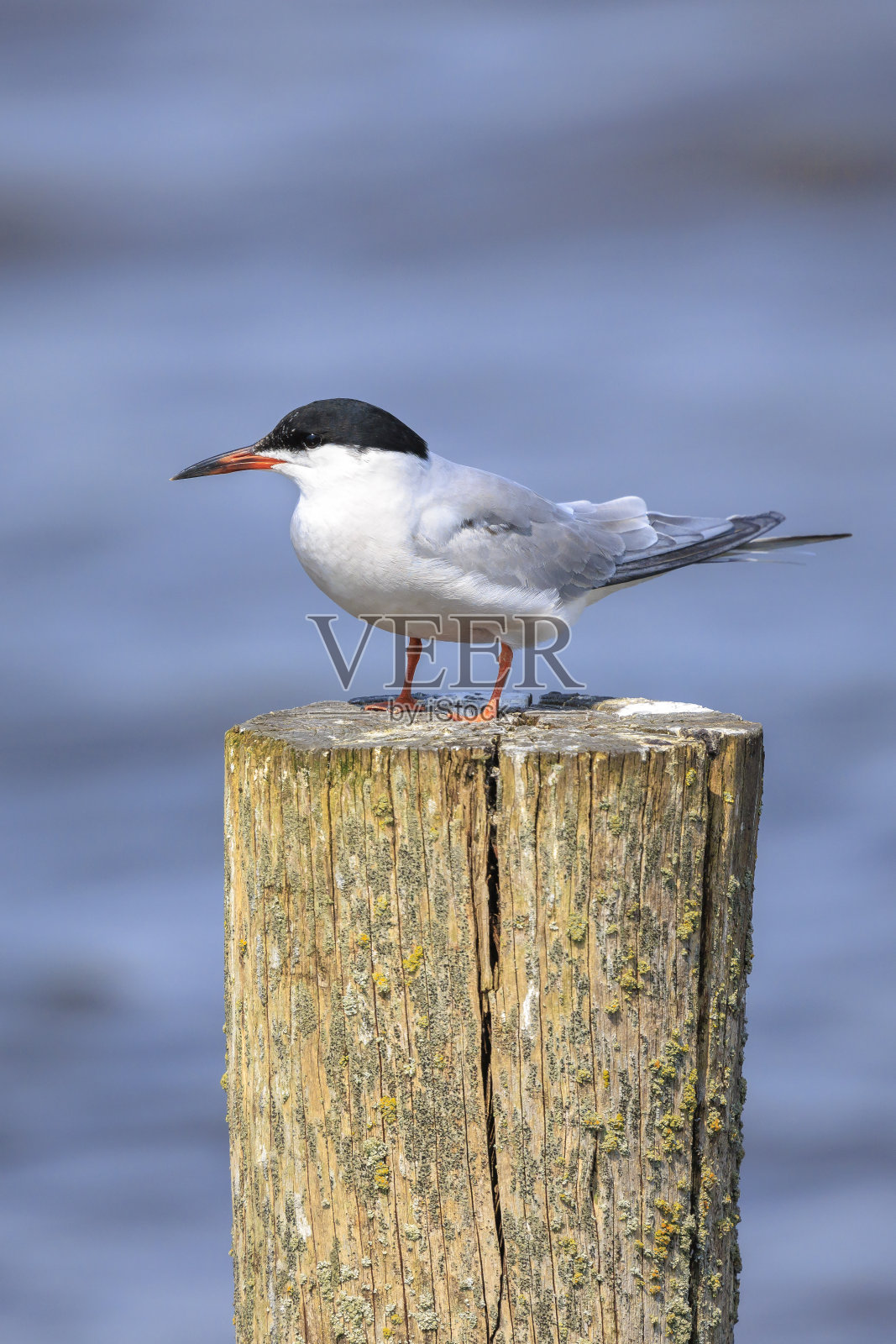 普通燕鸥,Sterna hirundo,狩猎照片摄影图片