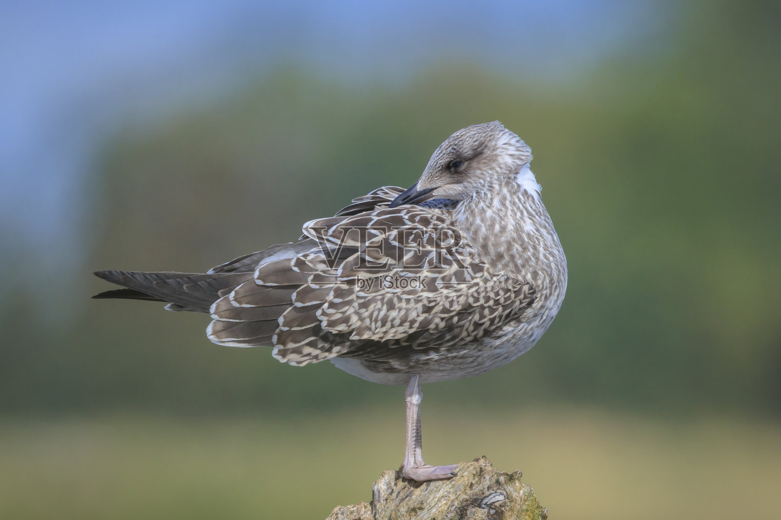 栖息的小黑背鸥,黑背鸥照片摄影图片