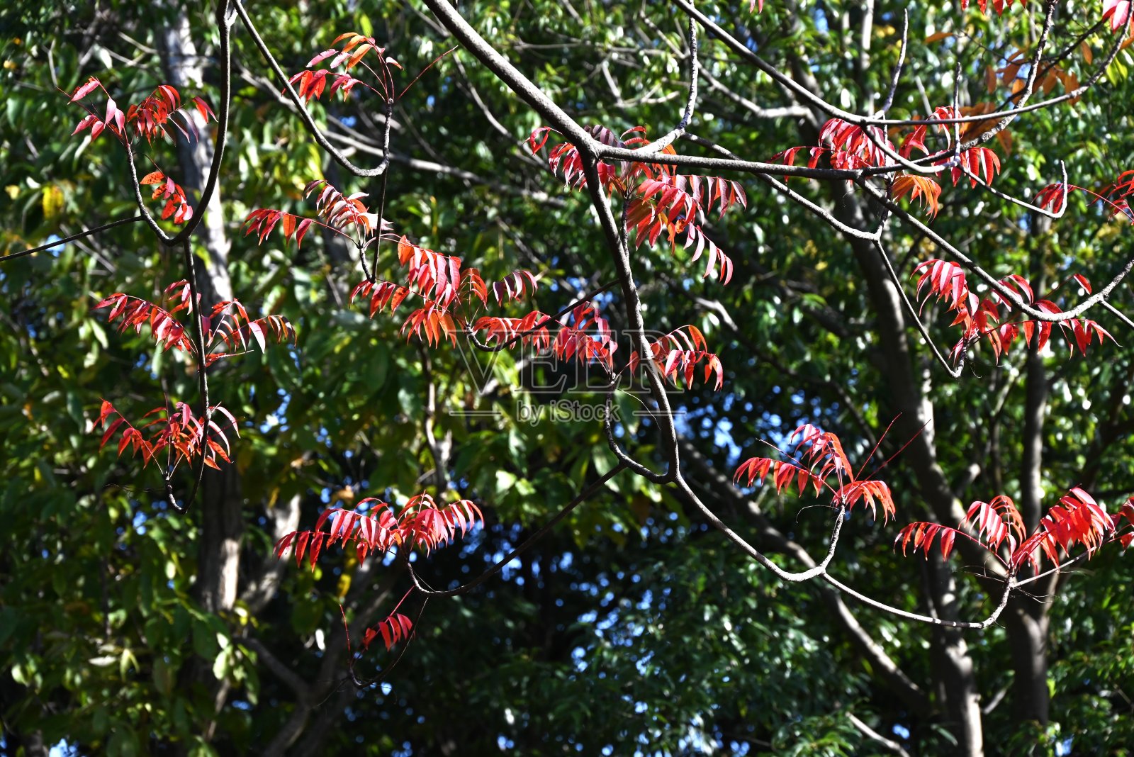 日本蜡树秋叶。照片摄影图片