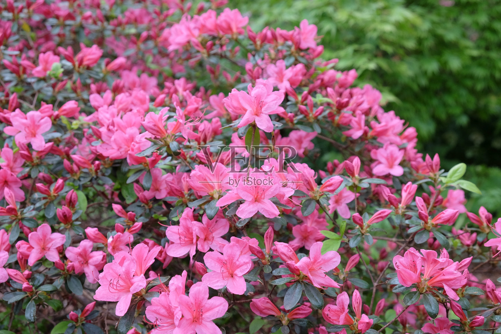 粉红色常绿灌木杜鹃花杜鹃花在花中。照片摄影图片