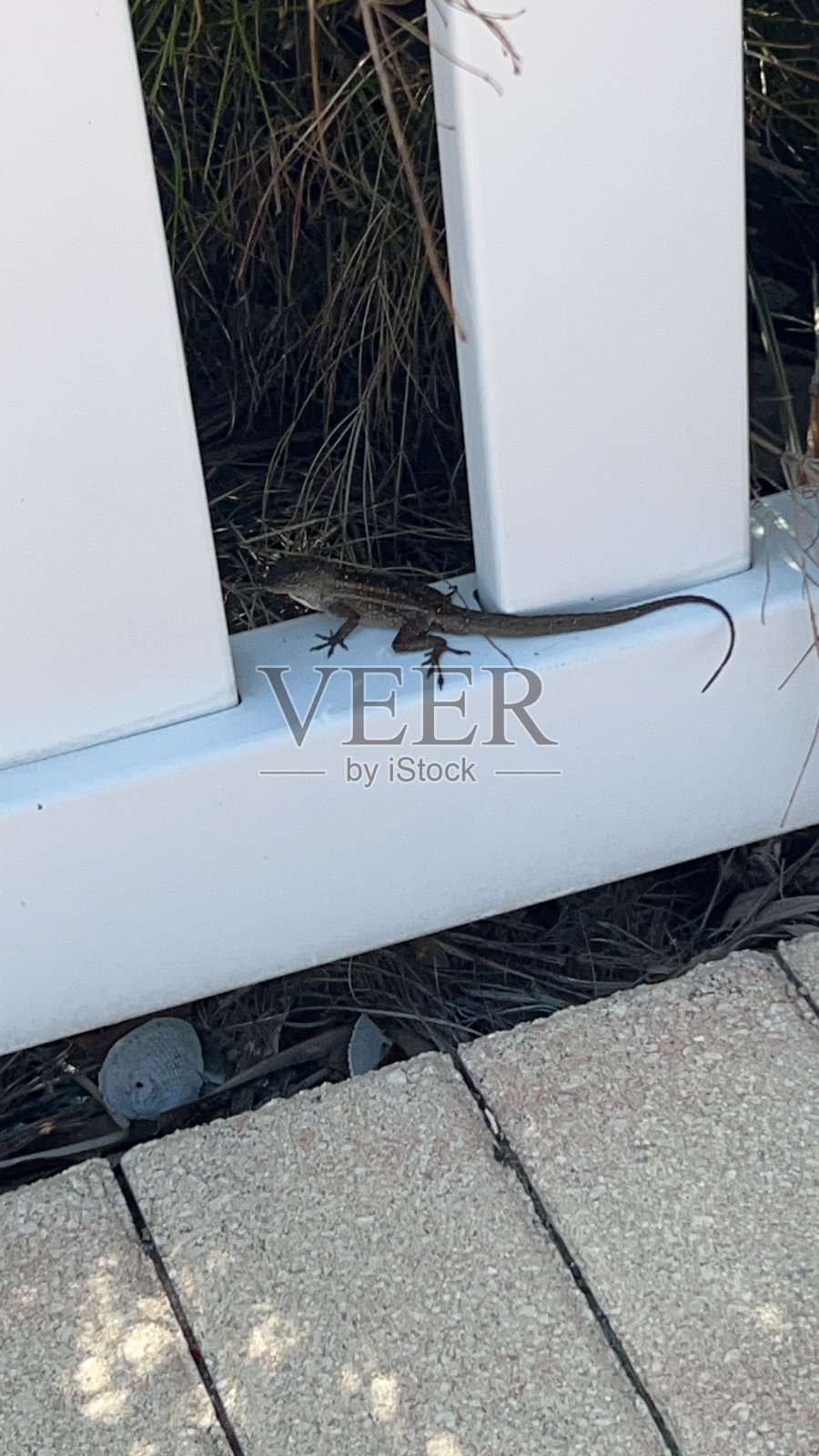 布朗变色龙照片摄影图片