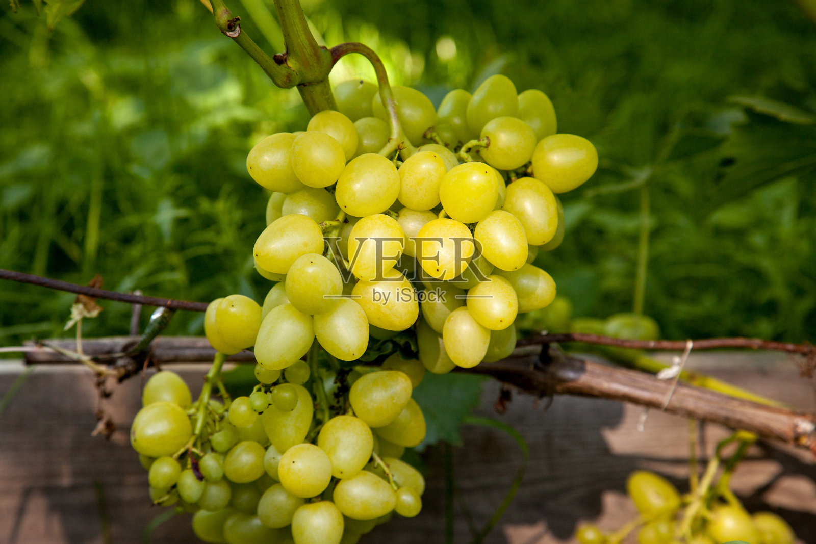 花园里有一串绿葡萄照片摄影图片