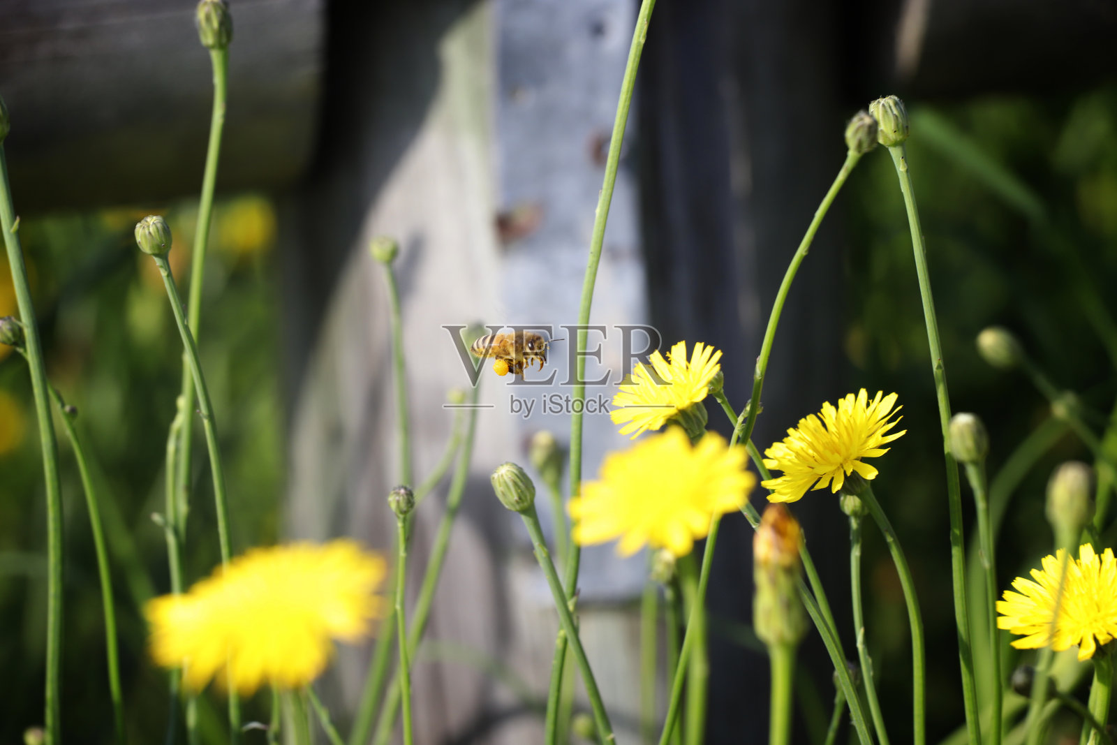 蜜蜂在一朵花上盘旋照片摄影图片