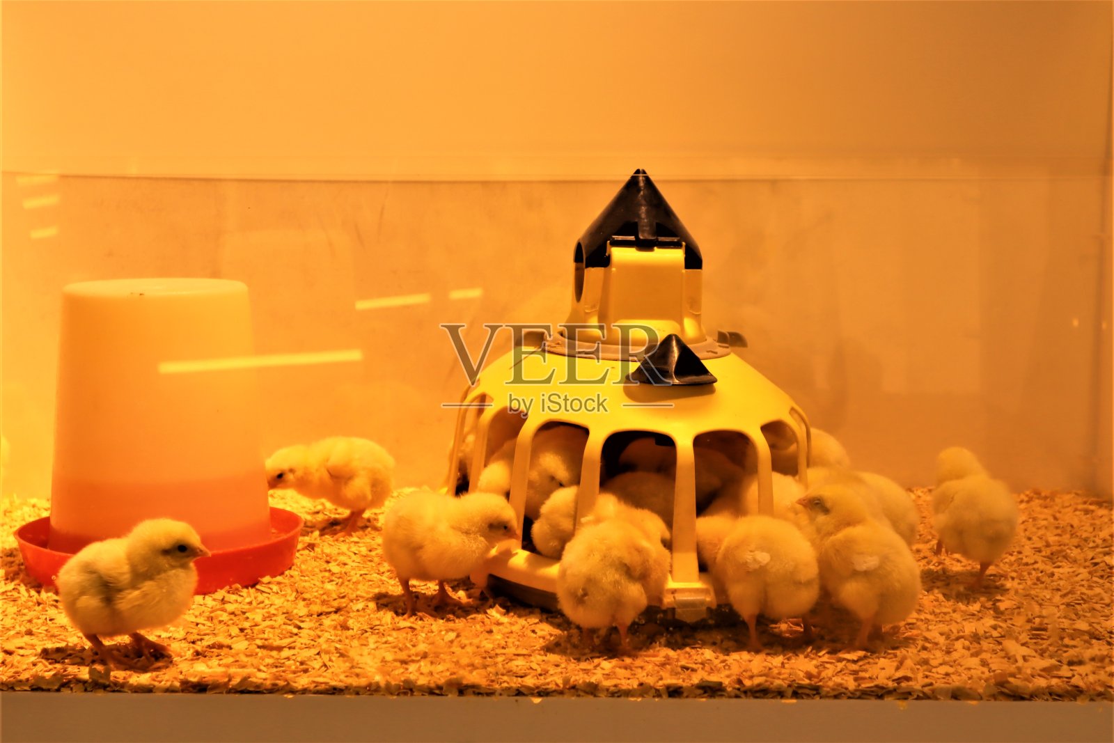 农业展览上的动物虐待:小鸡被放置在玻璃缸中照片摄影图片