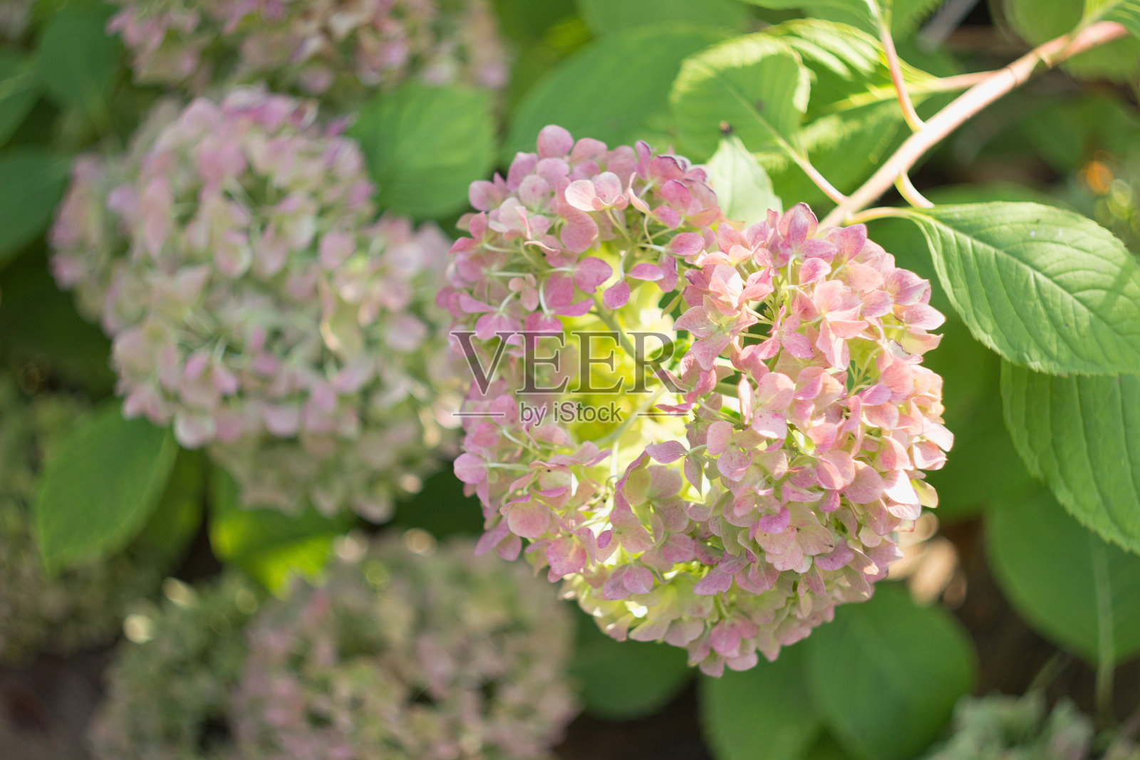 粉红色的绣球花在花园里盛开照片摄影图片