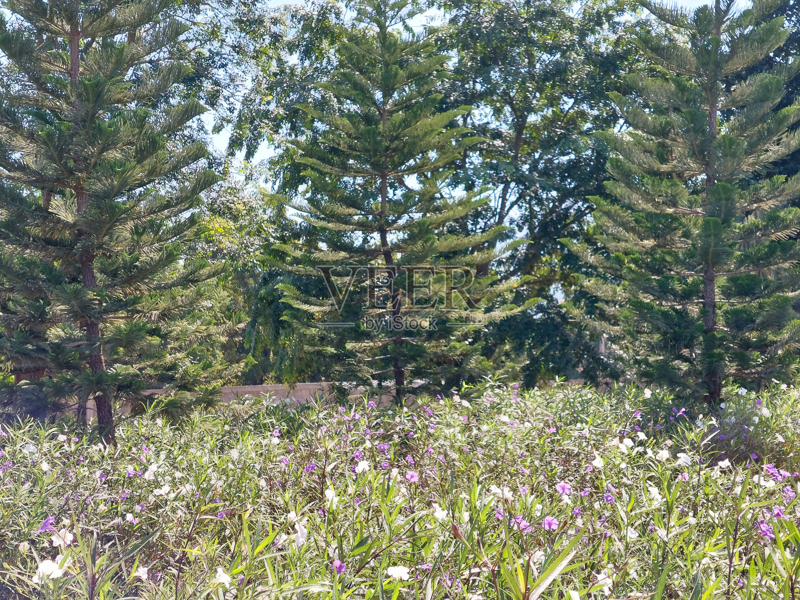 泰国考艾的热带花田风景。照片摄影图片