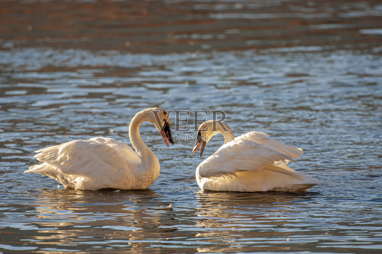 号手天鹅夫妇照片摄影图片