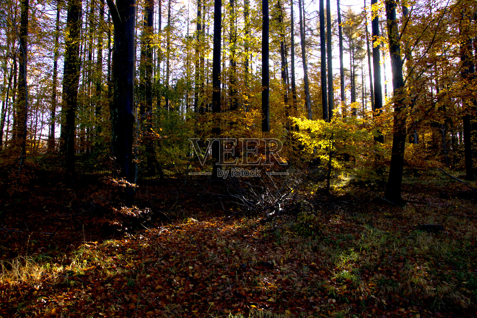 森林里美丽的树叶颜色照片摄影图片