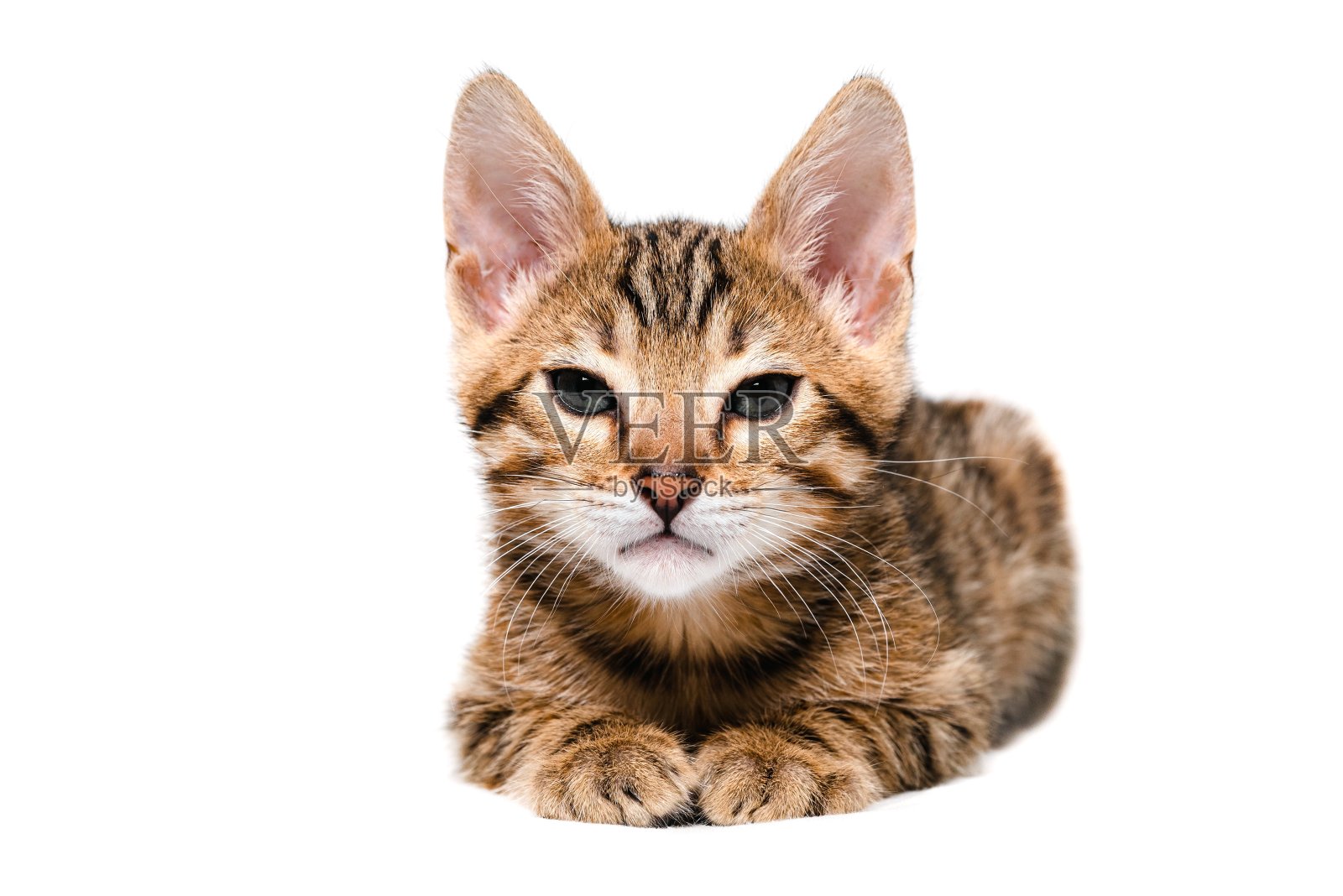 孟加拉的小猫照片摄影图片