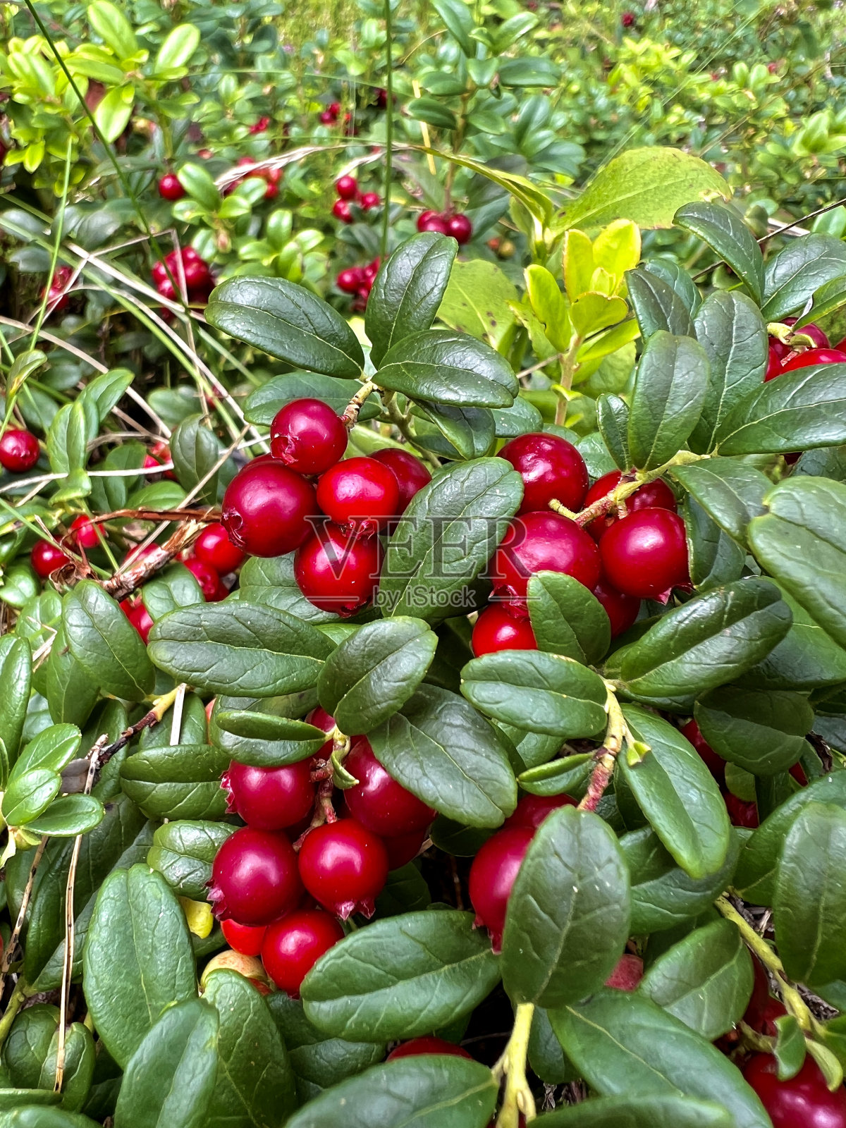 越橘照片摄影图片