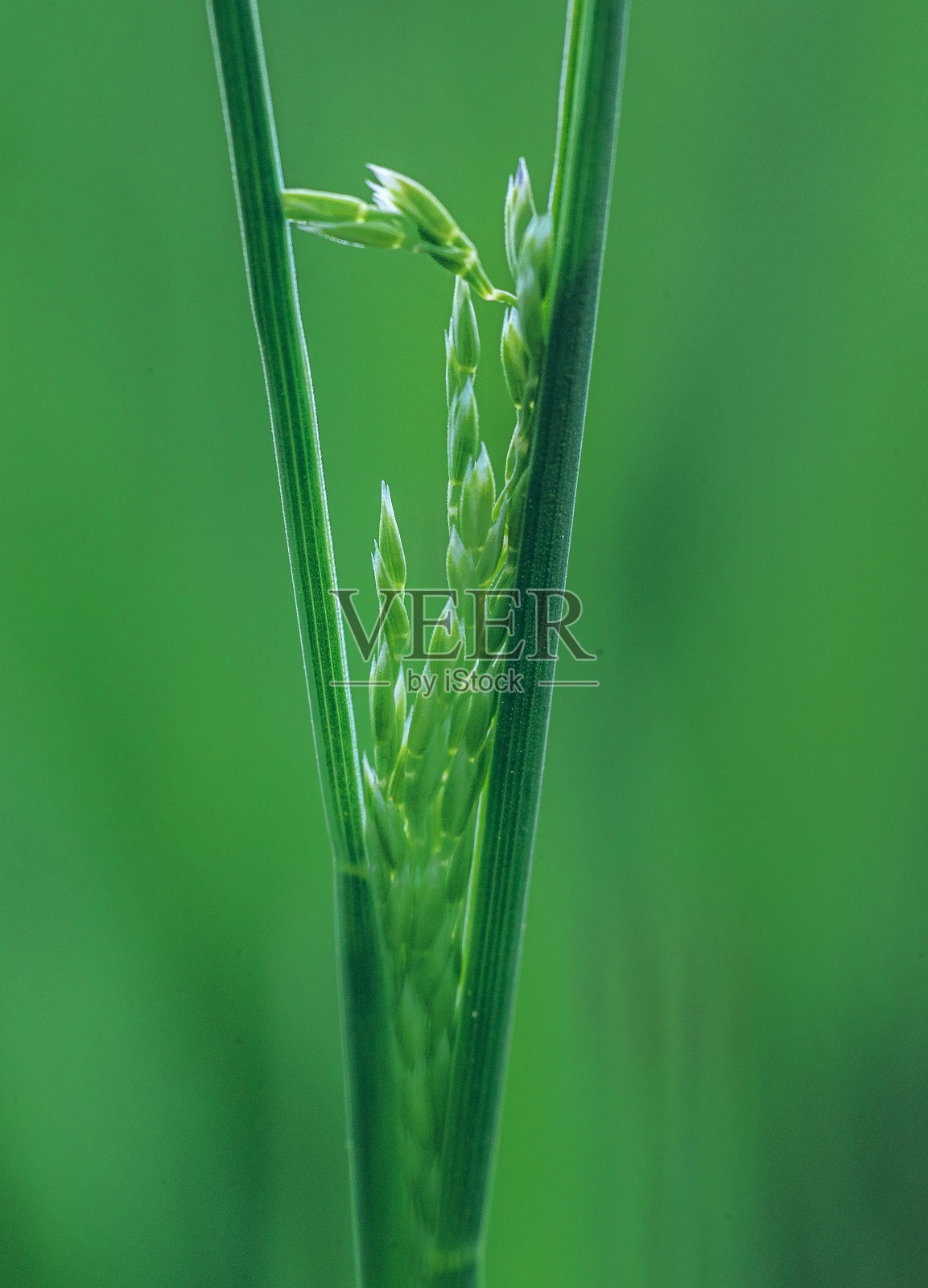 自然之美照片摄影图片