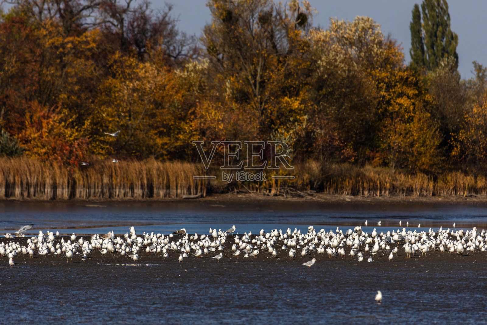许多河鸥在湖泊、河流和运河中捕食鱼。海鸥在水面上飞翔。海鸥优雅地在水面上滑翔,它们的翅膀在荡漾的波浪上投下精致的影子。照片摄影图片