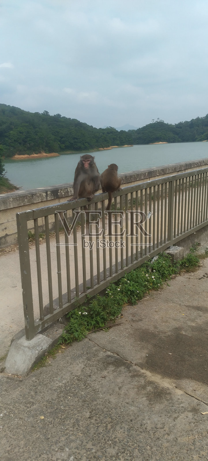 启发式猴子进化以适应人类的发明照片摄影图片