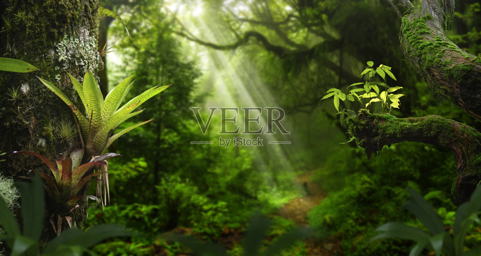 热带雨林照片摄影图片