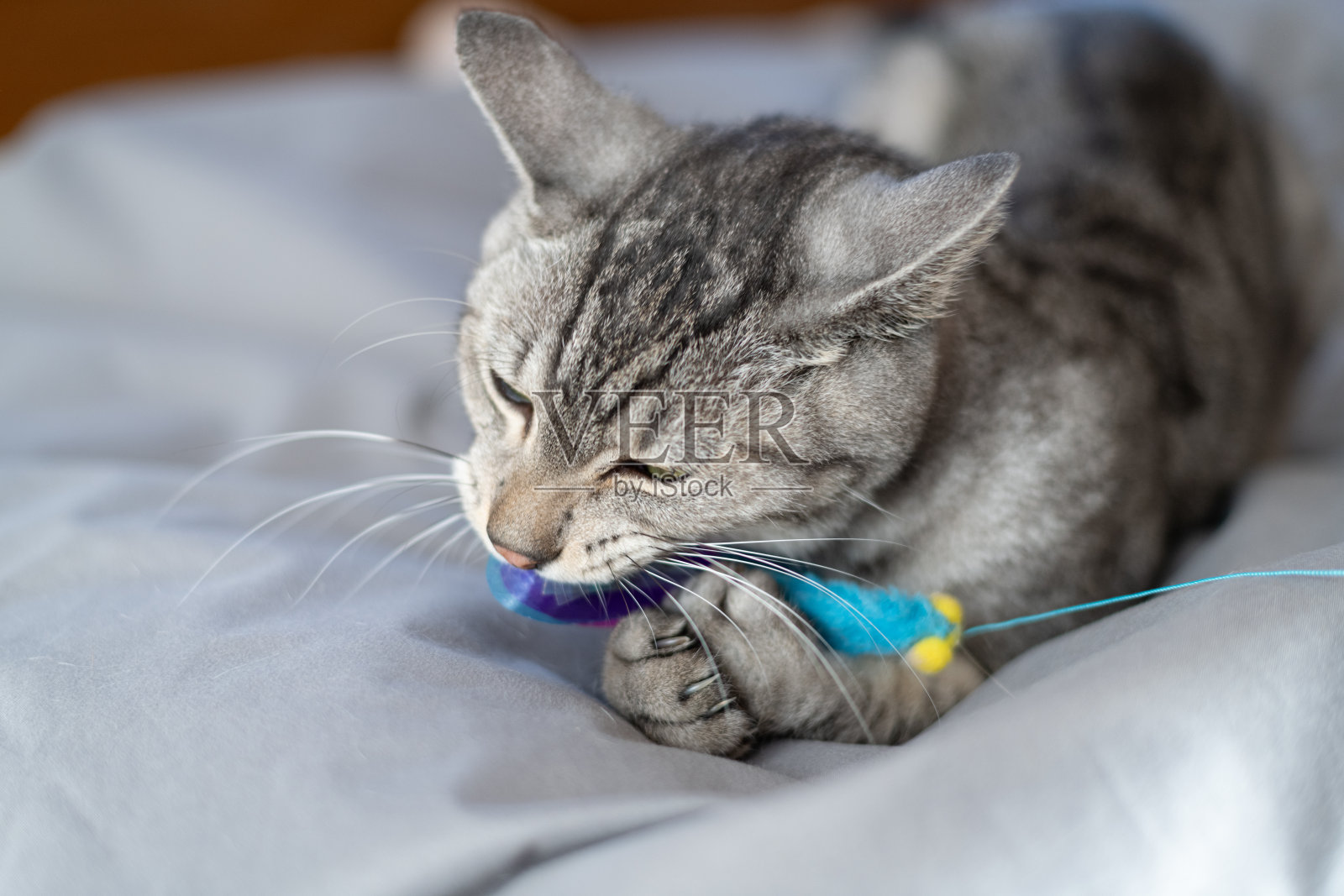 猫咬玩具照片摄影图片