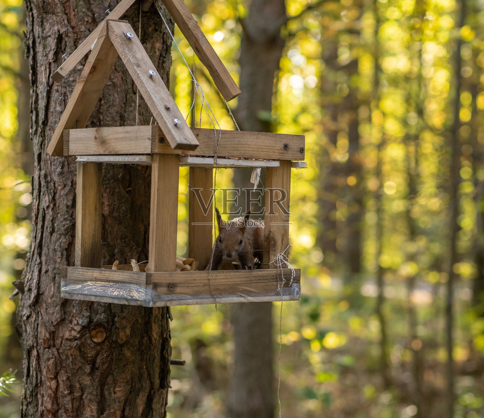 一只美丽的红松鼠爬上树寻找食物。照片摄影图片