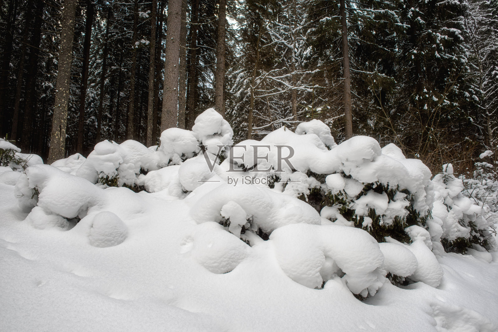 冬季山地景观以毛绒绒的雪在冷杉林中,自然的户外为背景照片摄影图片